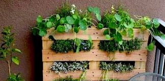 5 formas originales de tener plantas en casa
