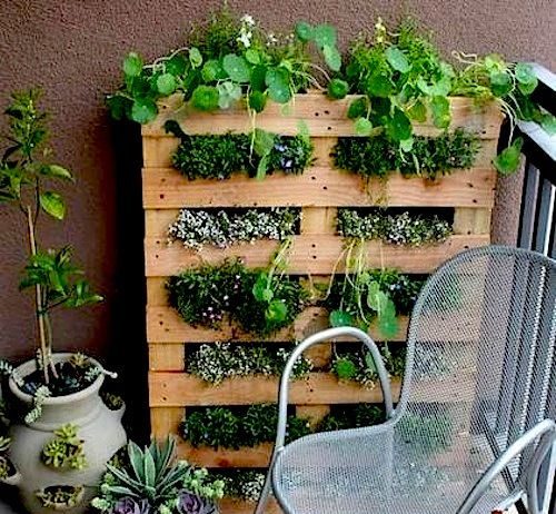 5 formas originales de tener plantas en casa
